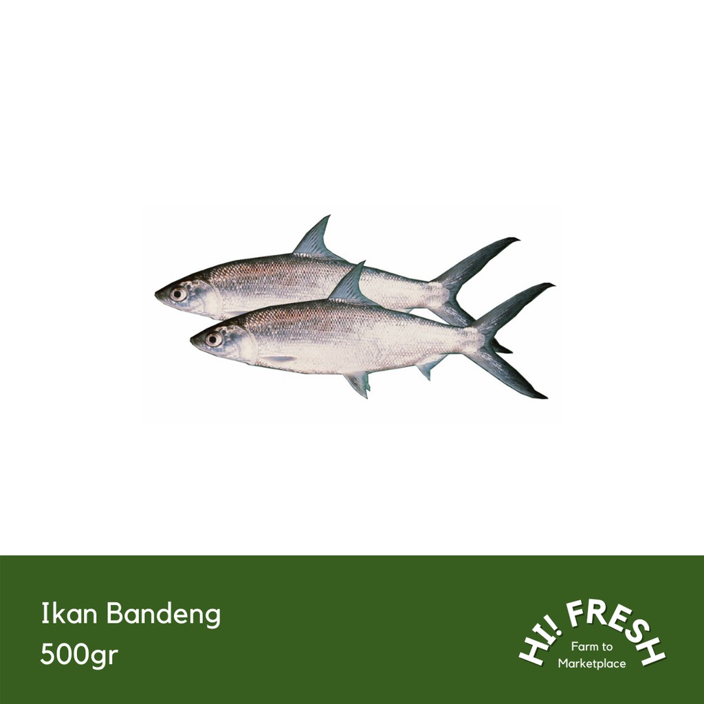 

Ikan Bandeng 500gr