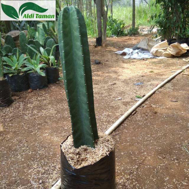 Tanaman hias katus koboy -katus belimbing