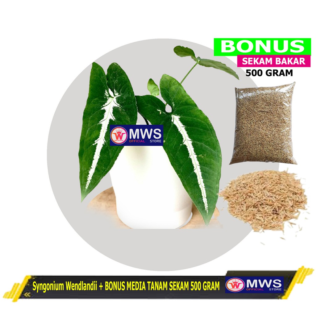 

Syngonium Wendlandii + BONUS MEDIA TANAM SEKAM 500 GRAM ( MWS OFFICIAL STORE )