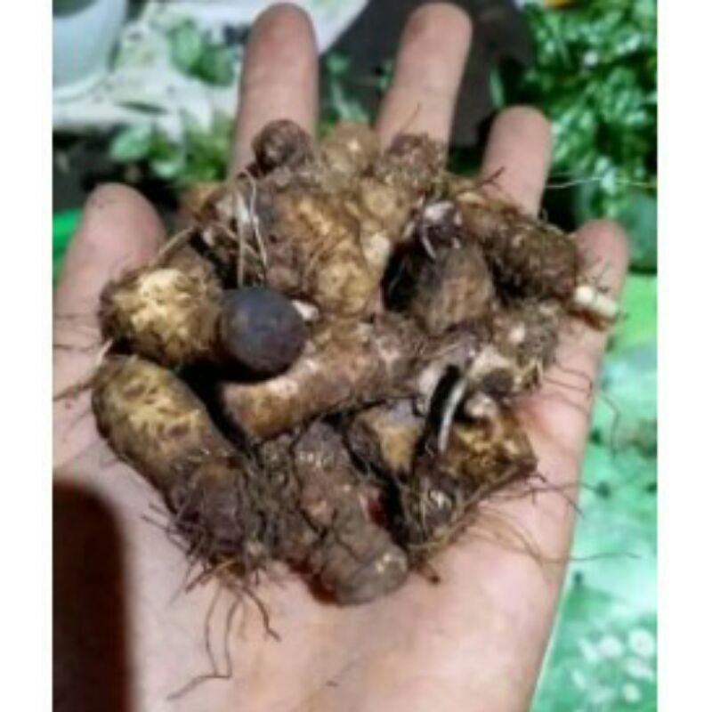 NewSale Paket 8 umbi Caladium Cat Tumpah/ KeladiHias bonggol