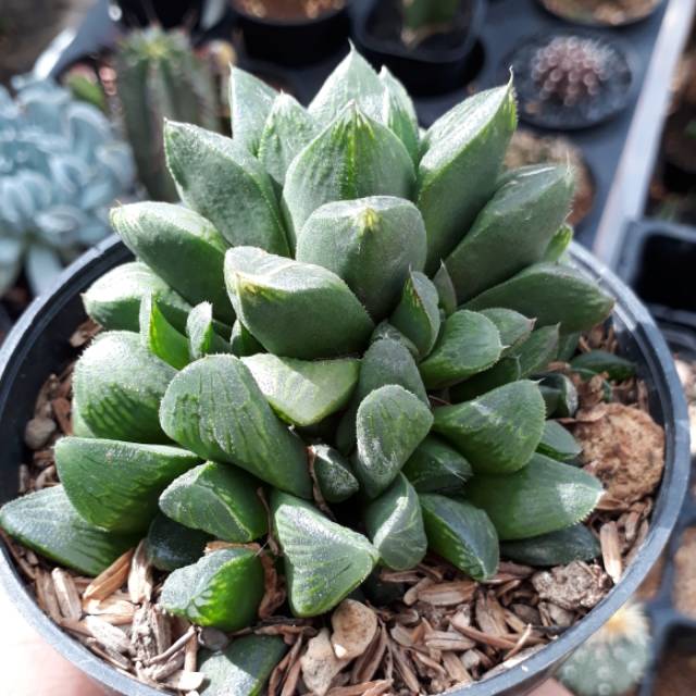 Haworthia hybrid SP