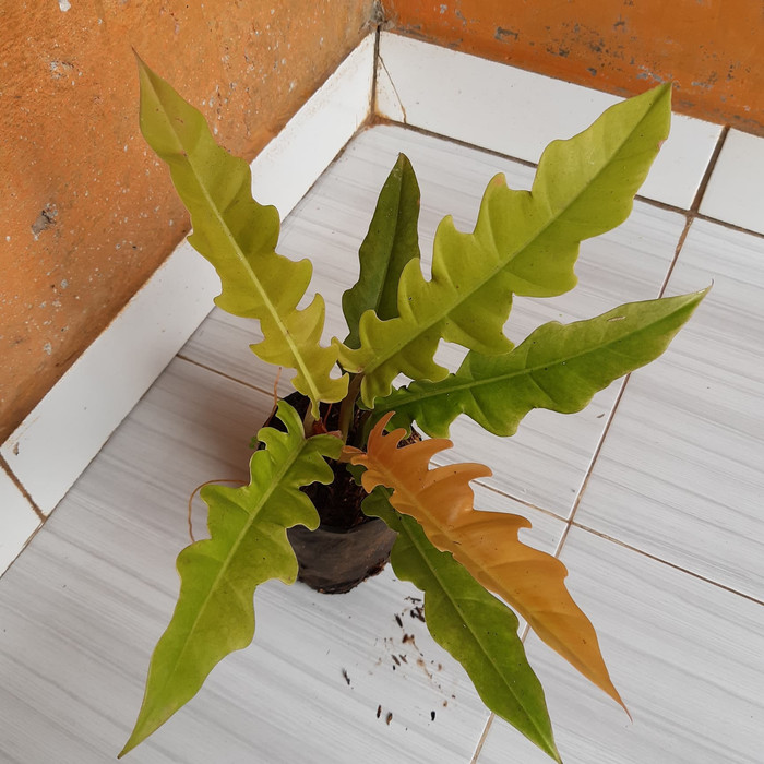 Tanaman hias philo gergaji golden ( Taman Alam )