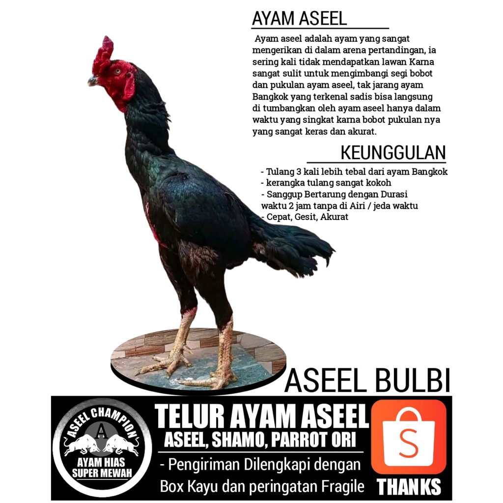 telur ayam shamo eropa aseel pakistan ori perbutir