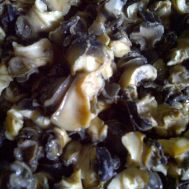 

Daging tutut