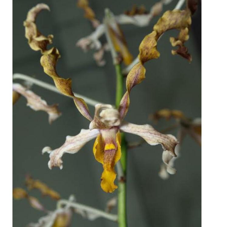 Ready Anggrek Dendrobium Discolor Tanimbar 