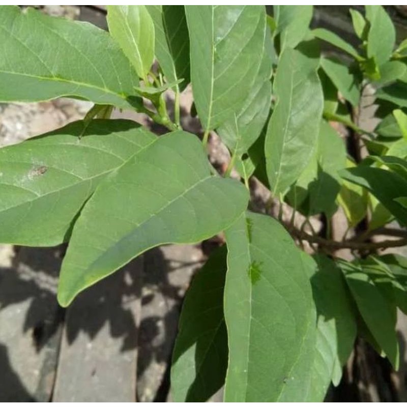 Daun Srikaya/Daun Buah Nona untuk mengobati bisul