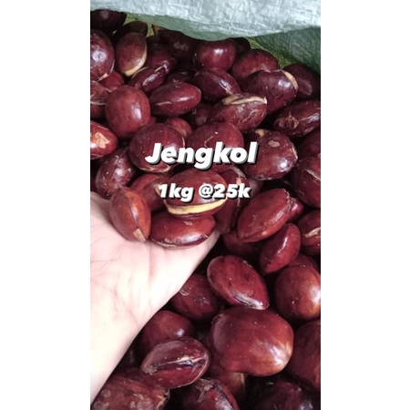 

Jengkol