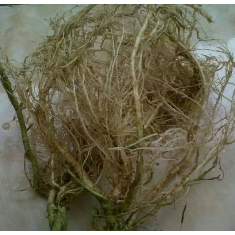 

akar takokak/cepokan/ 100grm