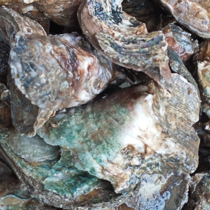 

kerang oyster fresh hidup