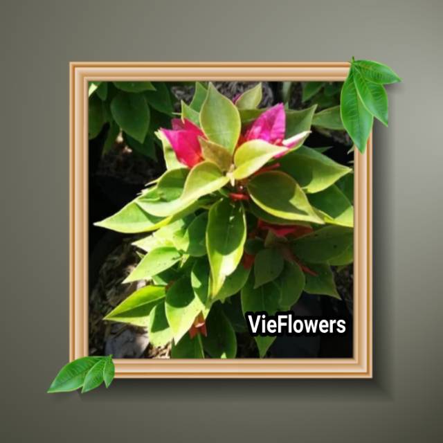 Tanaman hias - bibit Bunga Bougenville Singapura