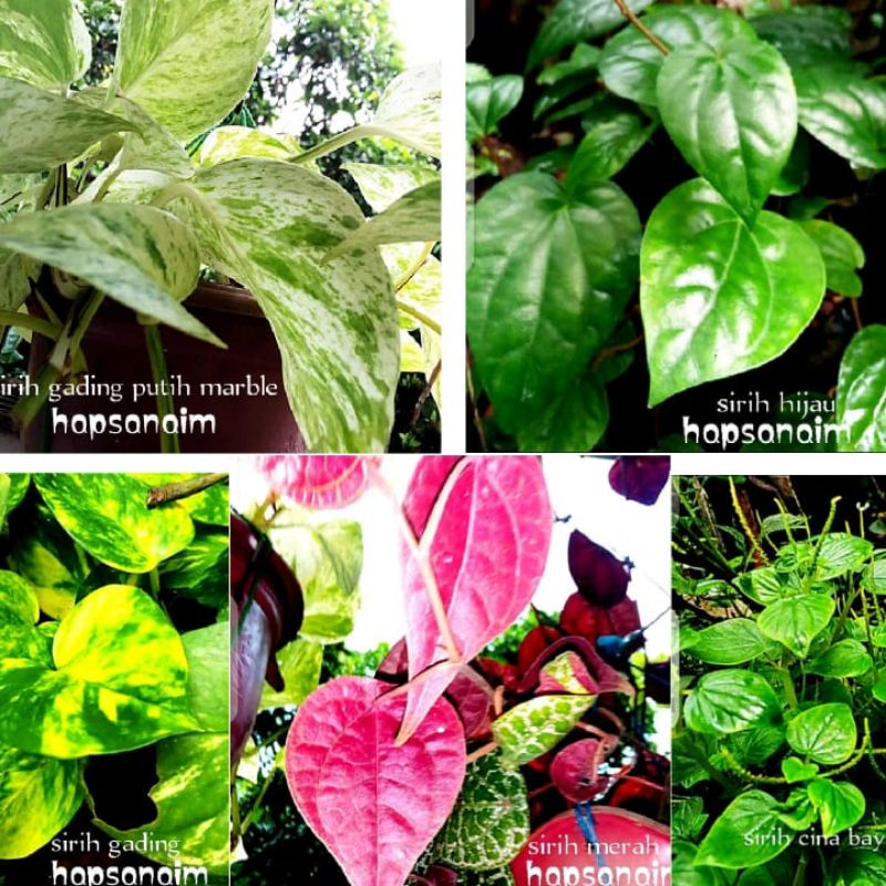 stek & Tanaman Sirih Gading Putih Kuning Sirih obat herbal Hijau Merah Cina 20-35cm gantung rambat