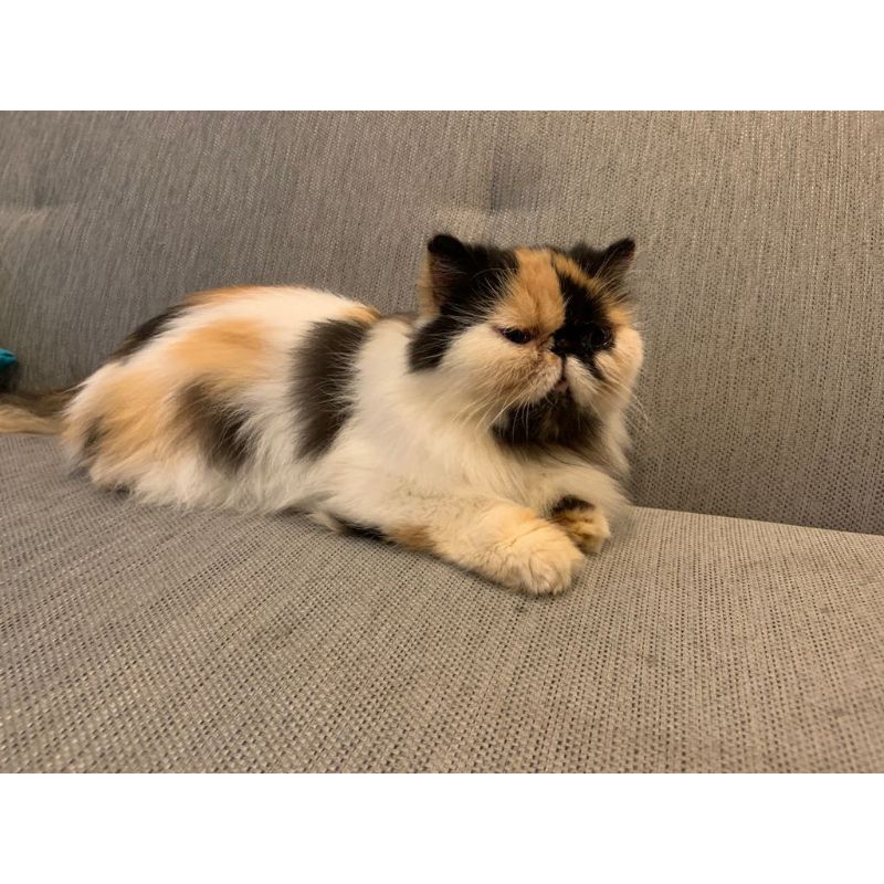 Kucing peaknose betina line ped