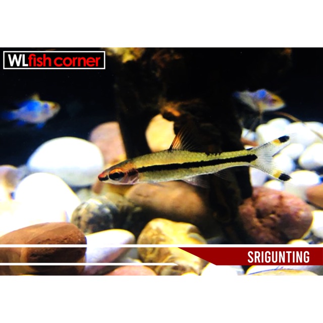 

Srigunting fish