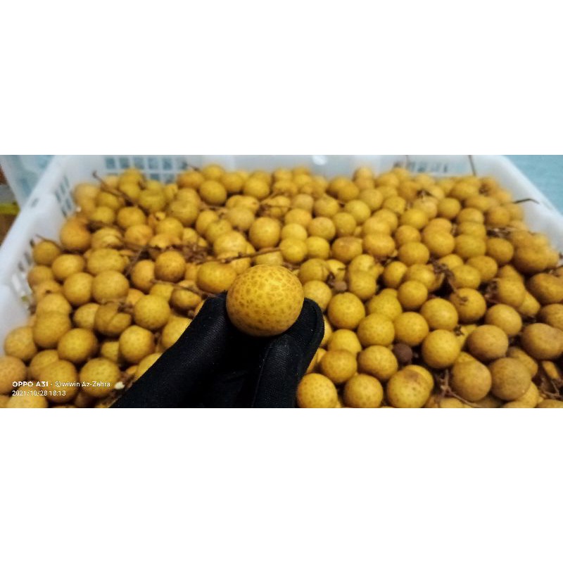 

LENGKENG 1KG