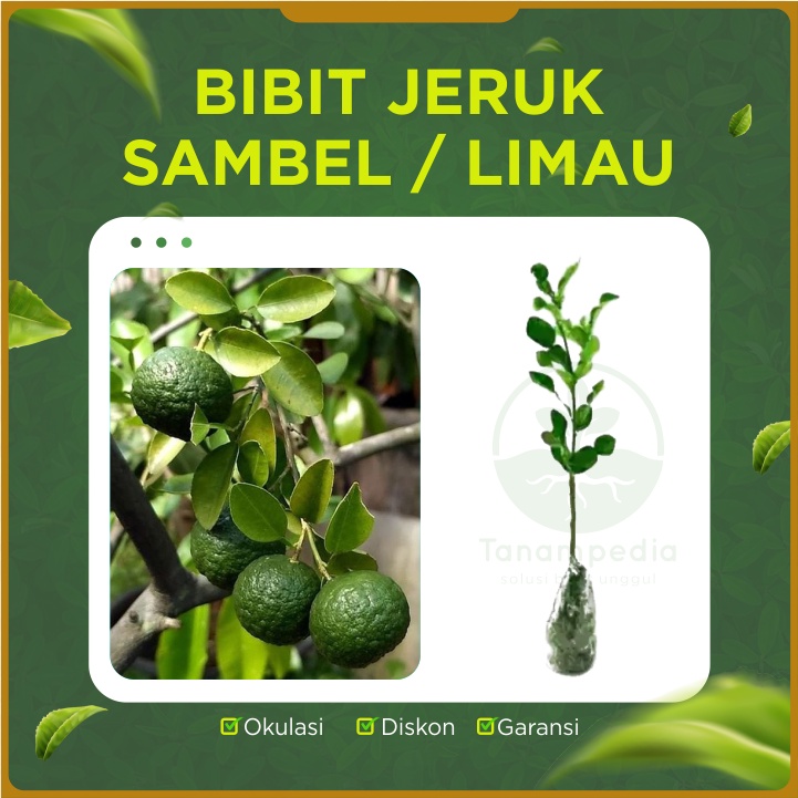 Jual Bibit Jeruk Sambel Jeruk Sambal Jeruk Limau Tanaman Jeruk Limo Tanampedia Shopee 0920