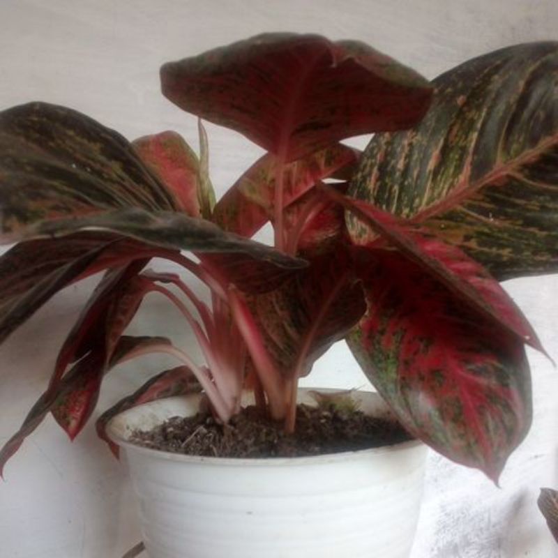 AGLONEMA TREASURE OF SIAM