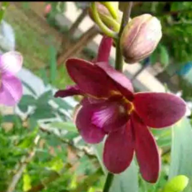 Anggrek dendrobium bertachong