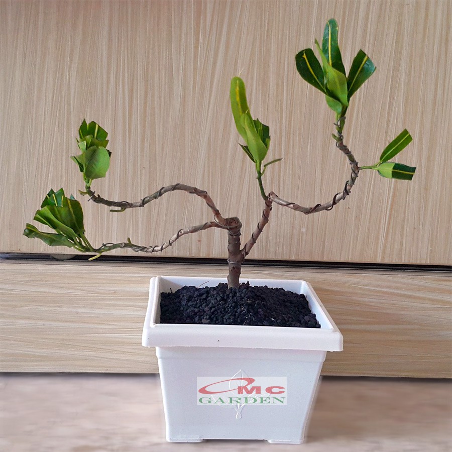 Tanaman Hias Pohon Bonsai Mame Puring Croton Buntut Jago Hijau Kuning Pisang Banana PR-BJHK-002