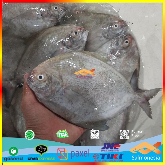 

Ikan Segar Pilihan Bawal Hitam Fresh Bisa Request Bersih Sisik 500 gr