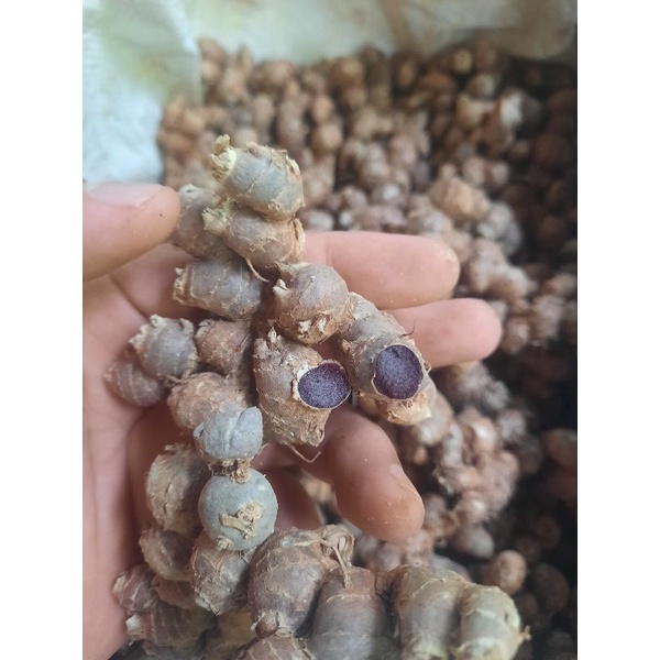 Rimpang kunyit hitam india