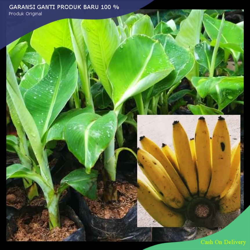 Paket murah 3 Bibit Pisang Tanduk Murah hasil culture jaringan unggul