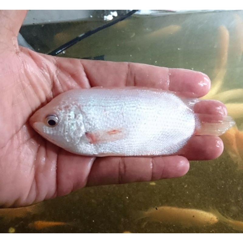 ikan tembakang albino