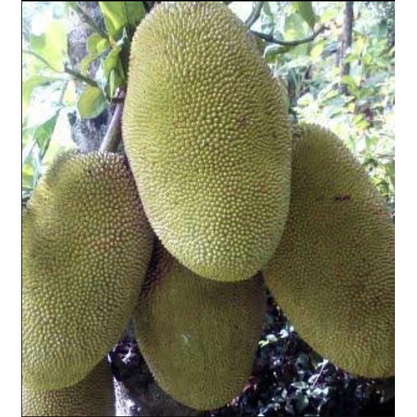 Bibit Nangka King Jumbo