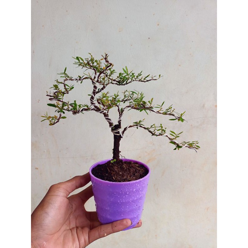 bonsai mame cendrawasih - bonsai cendrawasih