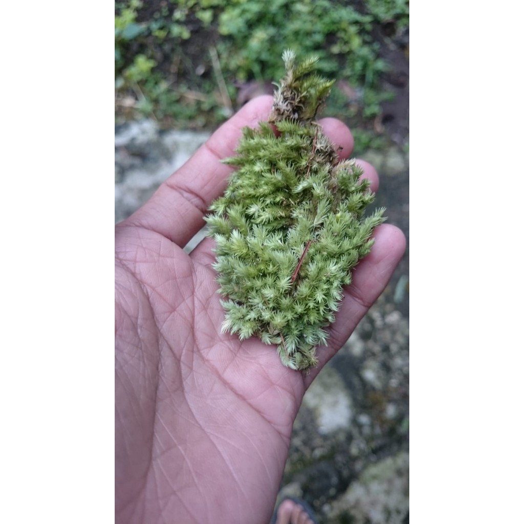 

Lumut Mos Hidup Segar