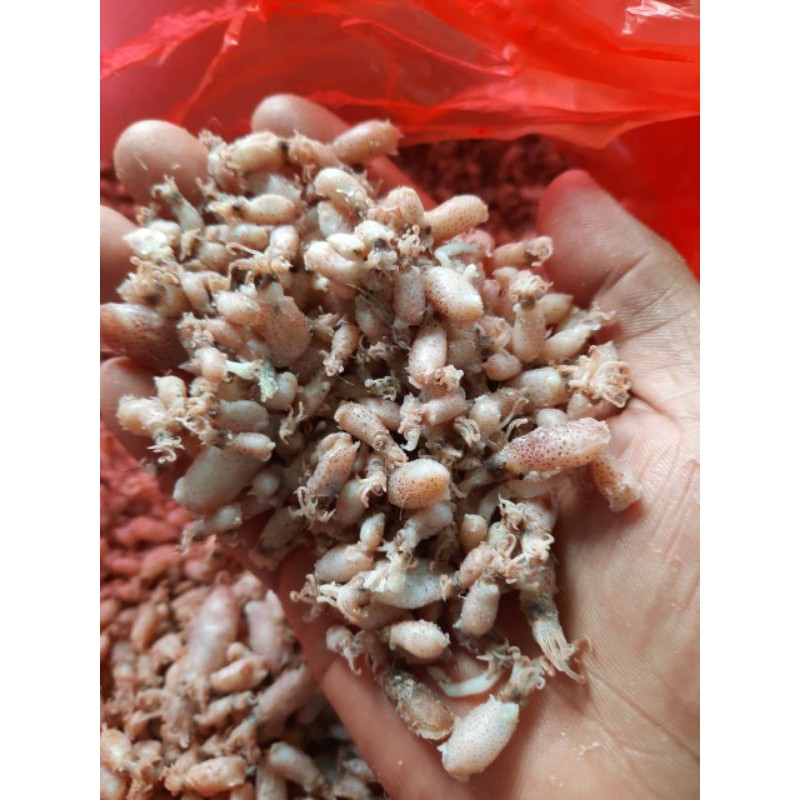 

baby cumi ukuran 0.5 sampe 2 cm