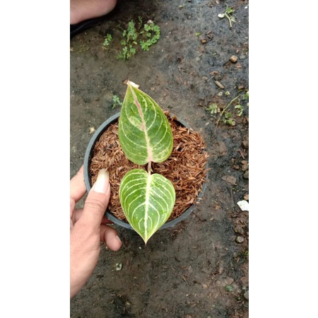 aglaonema moonlight