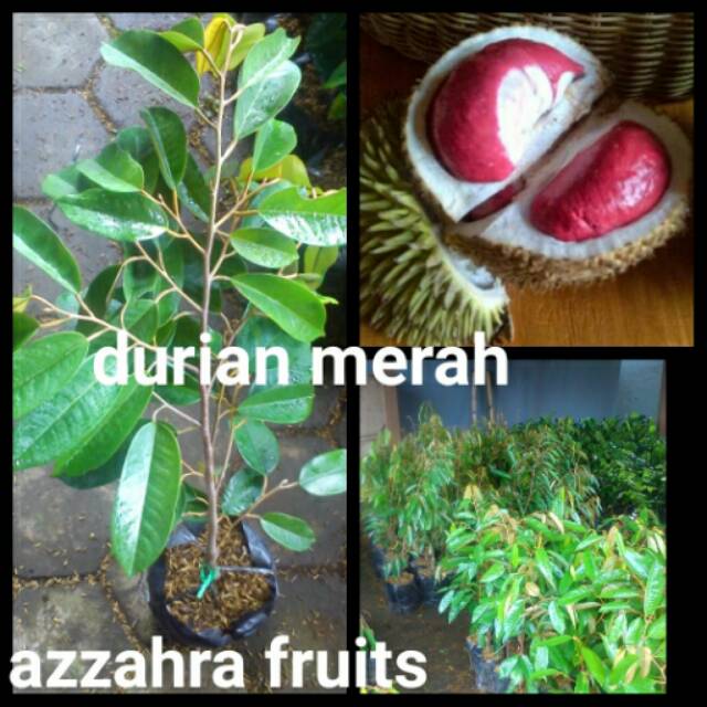 Durian merah