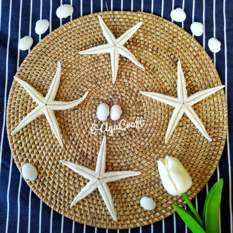 

L-AYUCRAFT Bintang laut kering size besar