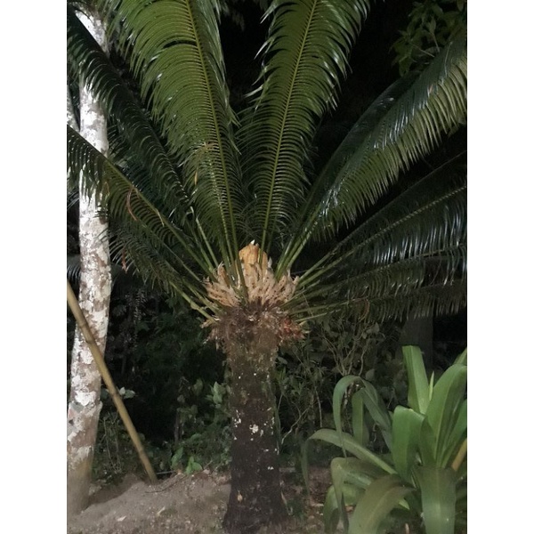 sikas pakisan nyimplung mawar jambe daun besar.