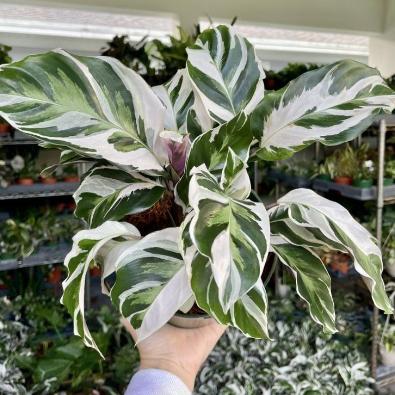 TANAMAN HIAS CALATHEA WHITE FUSION - TANAMAN HIAS INDOOR CALATHEA TISSUE