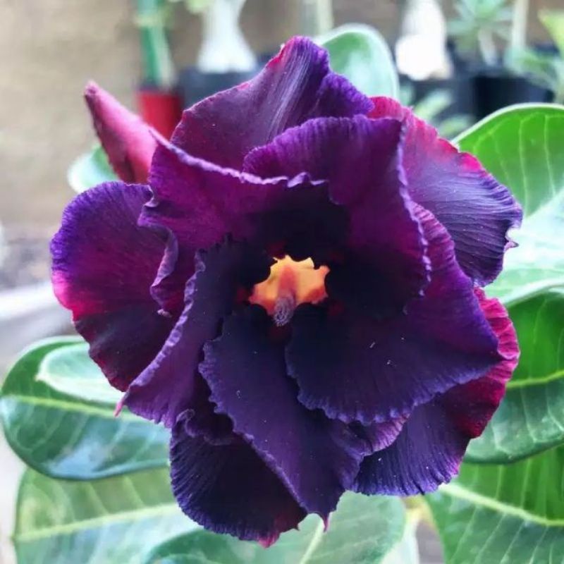 Tanaman hias adenium kamboja Jepang bunga ungu tua cantik / Kamboja adenium bunga