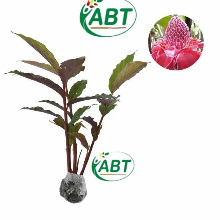 bibit tanaman honje laka - bibit honje merah - honje laka bunga merah