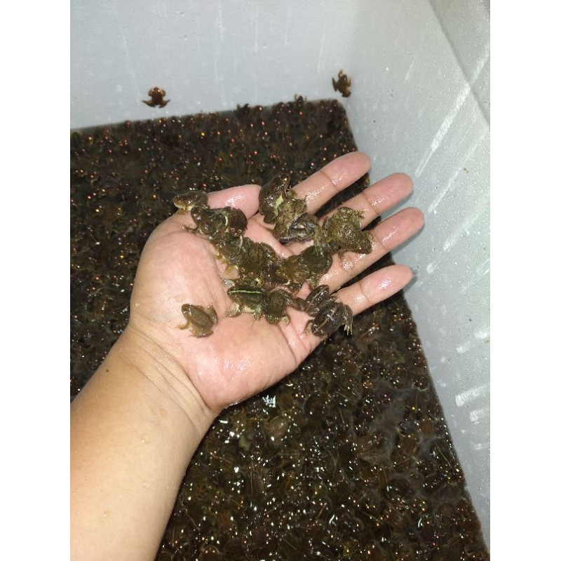 Kodok air pakan arwana/pakan predator