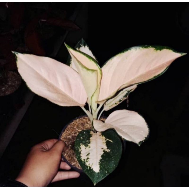 Tanaman Hias Aglonema Kochin Sutra - Bibit Kochin Sutra