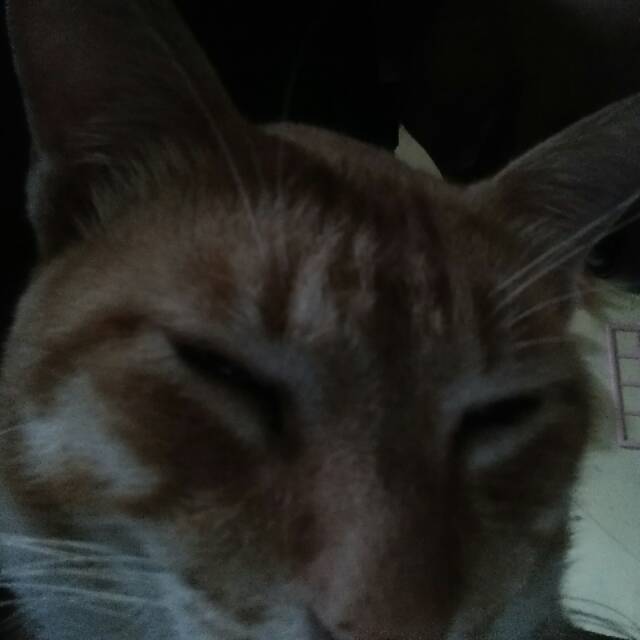 chiciadi17