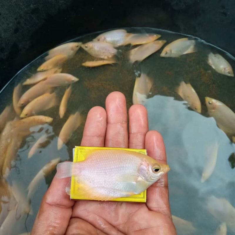 Ikan Gurame Padang - Gurame Padang - Bibit Ikan Gurame - Bibit Gurame - Bibit Ikan Gurame Padang
