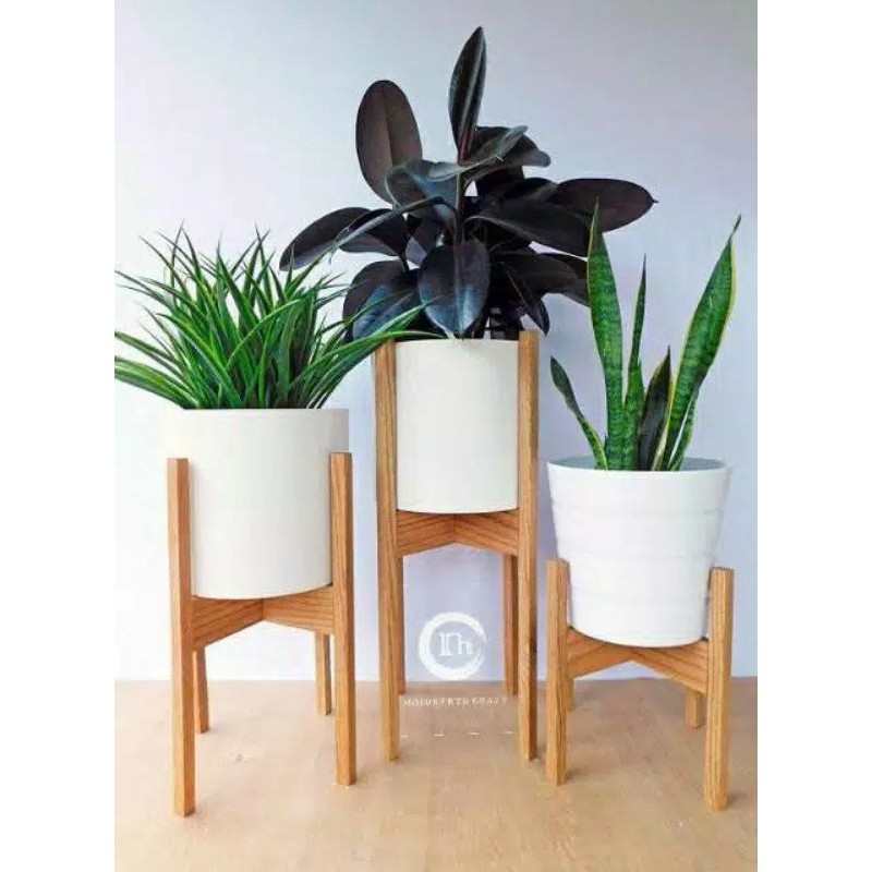 dekorasi tanaman kayu jati belanda termurah