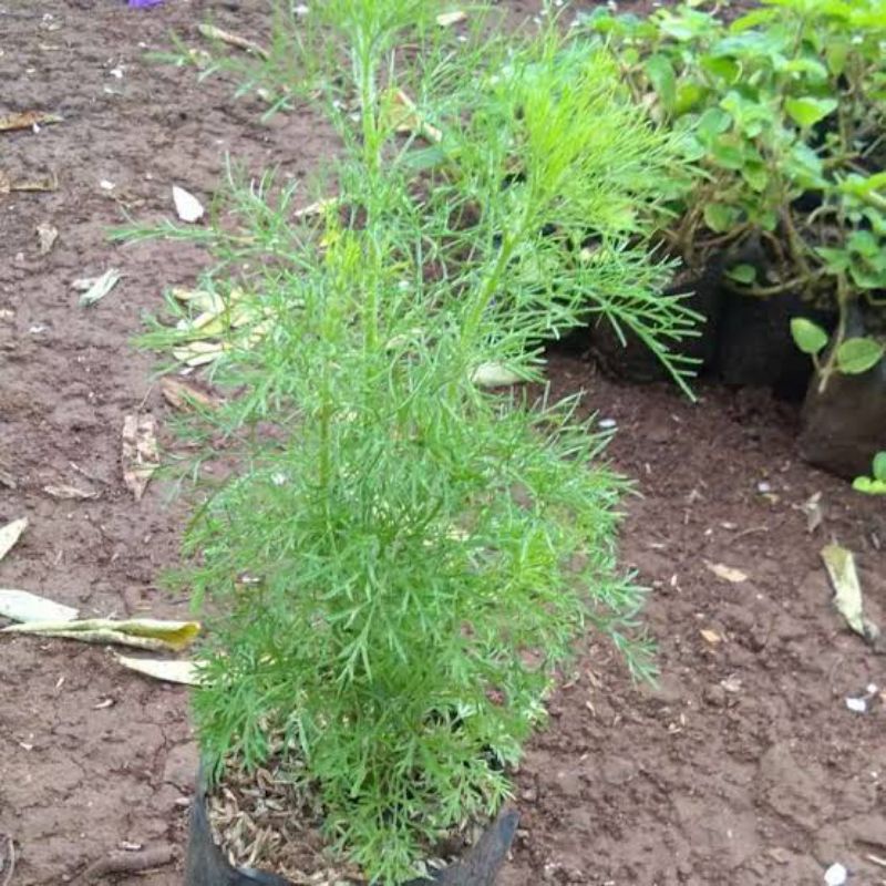 TANAMAN CEMARA AIR PAGAR