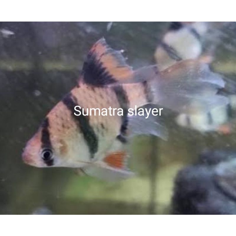 IKAN HIAS SUMATRA SLAYER / BALON