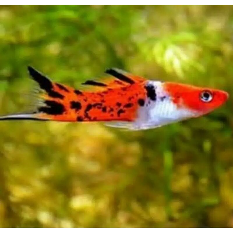 Ikan Hias Platy sanke