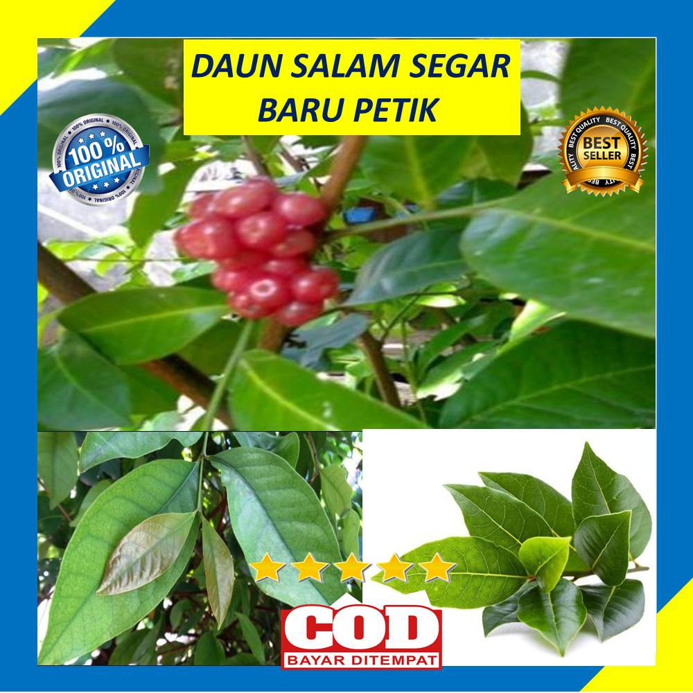 

Daun Salam Segar Kari Hijau 50 Gram Obat Herbal Pendamping Olahan Makanan