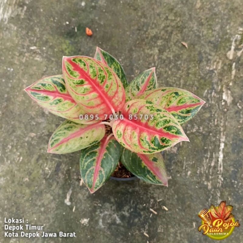 Aglaonema Red moon