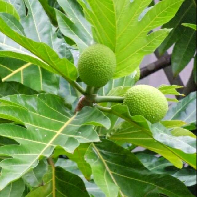 

Dun sukun / kg