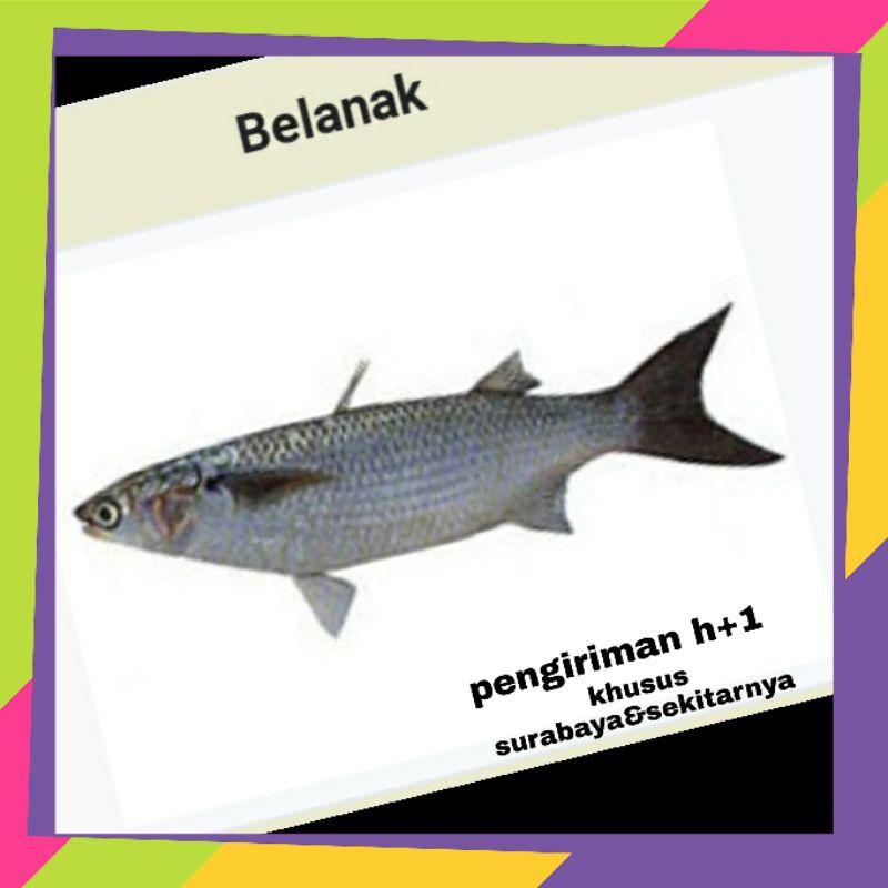 

ikan belanak 500gr || sayur online murah surabaya