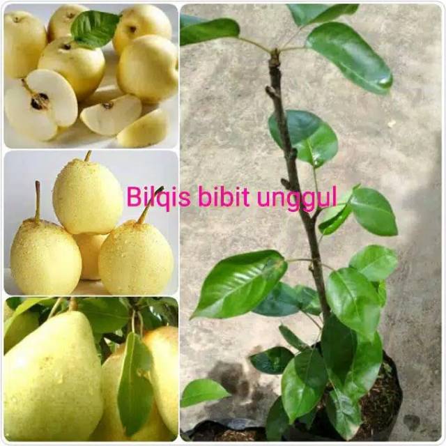 bibit tanaman buah pear / pir madu super cangkok